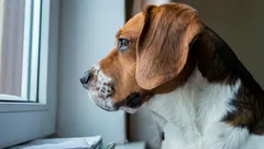 聴覚や嗅覚は関係ない：犬はなぜあなたの帰宅のタイミングがわかるのか