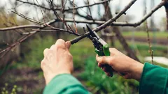 剪定後の枝は捨てないでください – 庭に役立てる12の方法