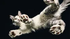 科学者が解明:猫はなぜいつも四本足で着地できるのか?