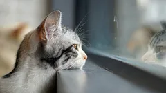 猫はどうやって飼い主がもうすぐ帰宅するとわかるのか:愛猫たちの秘密