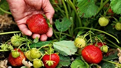 3月にイチゴで必ず行うべきこと:これを行わなければ夏の収穫は見込めない