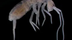 地表から約2km地下：最も深い場所に生息する陸上動物は？