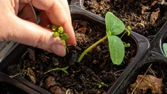 3月の苗作りで必ず種まきしたいもの：ベテラン家庭菜園家はすでに作業中