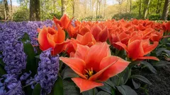 3月に植えるべき花：鮮やかな夏の花壇に最適な選択肢