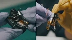 サイボーグゴキブリがNATO軍に配備――何ができるのか?