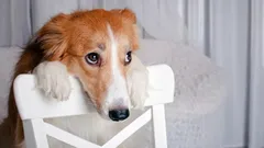 目がうるうる：犬は泣くの？